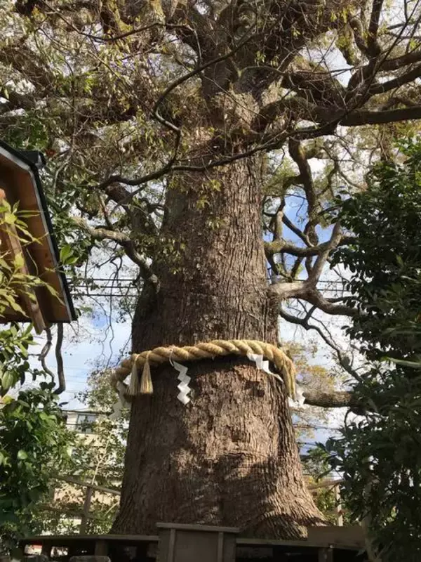 「【保存版】京都厳選の名木！有名大学シンボルツリーから神社仏閣ご神木まで【７スポット】」の画像