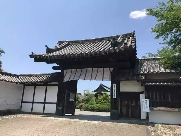 「【保存版】京都厳選の名木！有名大学シンボルツリーから神社仏閣ご神木まで【７スポット】」の画像