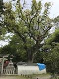 「【保存版】京都厳選の名木！有名大学シンボルツリーから神社仏閣ご神木まで【７スポット】」の画像18