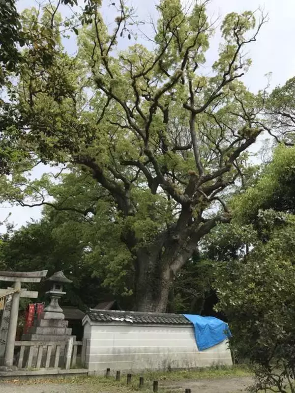 「【保存版】京都厳選の名木！有名大学シンボルツリーから神社仏閣ご神木まで【７スポット】」の画像