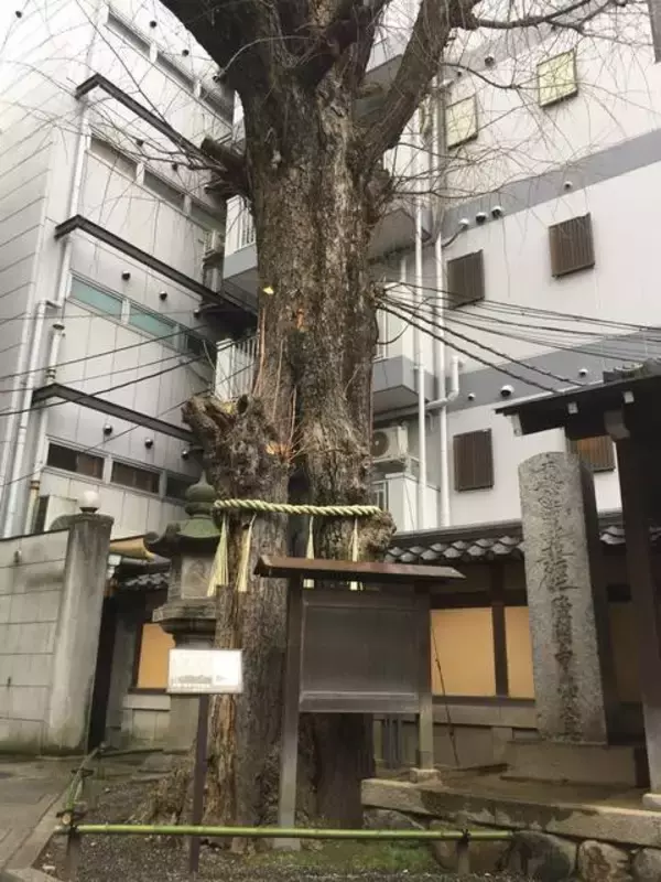 「【保存版】京都厳選の名木！有名大学シンボルツリーから神社仏閣ご神木まで【７スポット】」の画像