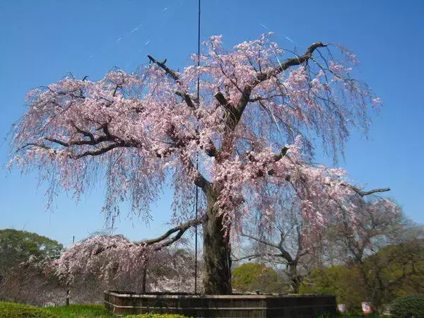 「【保存版】京都厳選の名木！有名大学シンボルツリーから神社仏閣ご神木まで【７スポット】」の画像