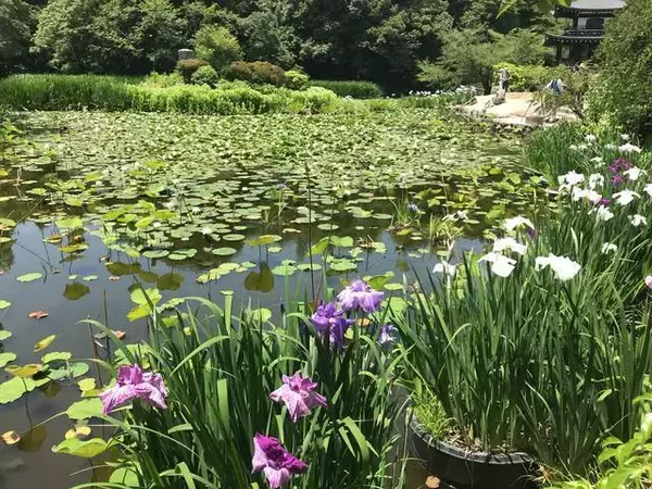 「【保存版】京都厳選の名木！有名大学シンボルツリーから神社仏閣ご神木まで【７スポット】」の画像