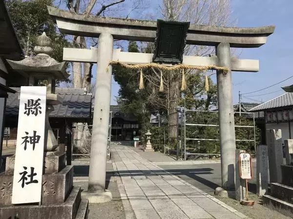 「【保存版】京都厳選の名木！有名大学シンボルツリーから神社仏閣ご神木まで【７スポット】」の画像