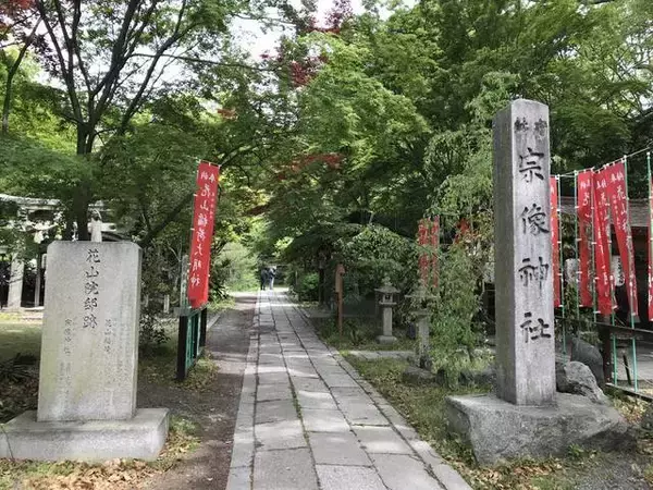 「【保存版】京都厳選の名木！有名大学シンボルツリーから神社仏閣ご神木まで【７スポット】」の画像