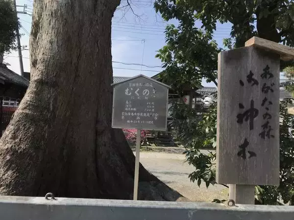 「【保存版】京都厳選の名木！有名大学シンボルツリーから神社仏閣ご神木まで【７スポット】」の画像