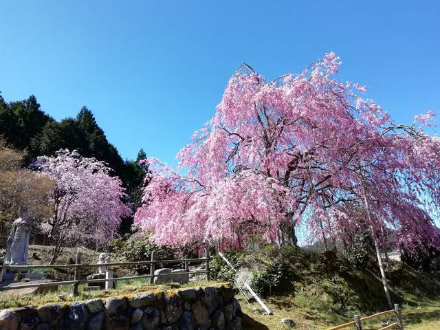 とっておきの京都の桜 京北ver 穴場スポットでゆったりお花見できる京北 年3月6日 エキサイトニュース