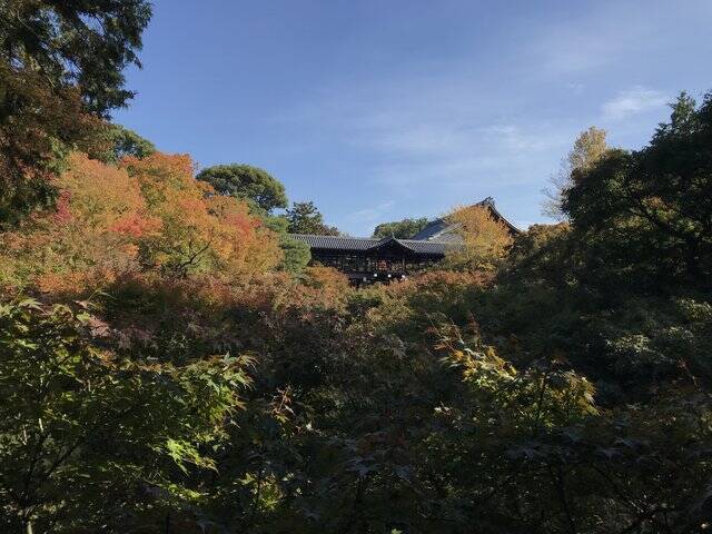 【2020紅葉最新】京都随一の名所！紅葉グラデーションの通天橋も例年より閑散「東福寺」