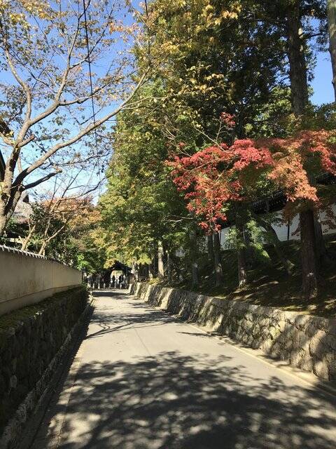 【2020紅葉最新】京都随一の名所！紅葉グラデーションの通天橋も例年より閑散「東福寺」