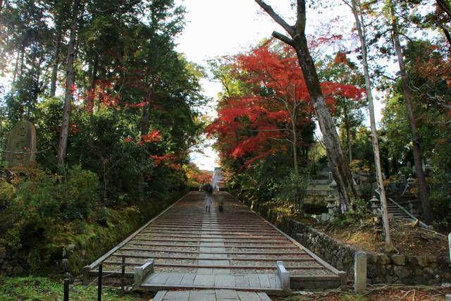 京都紅葉 長岡京の紅葉名所 光明寺 長岡京市 19年12月5日 エキサイトニュース