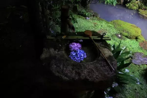 「花手水と5000株の紫陽花に癒される「柳谷観音」あじさいウィーク【京都花めぐり】」の画像