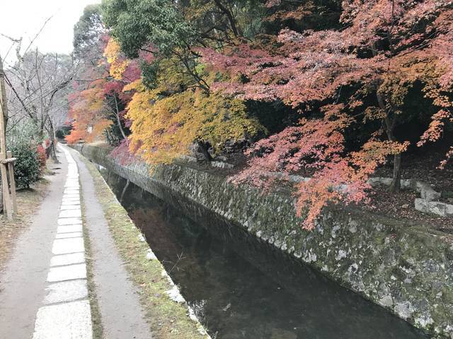 京都紅葉 桜やもみじだけじゃない 一際真っ赤な紅葉が疏水を彩る 哲学の道 19年12月11日 エキサイトニュース