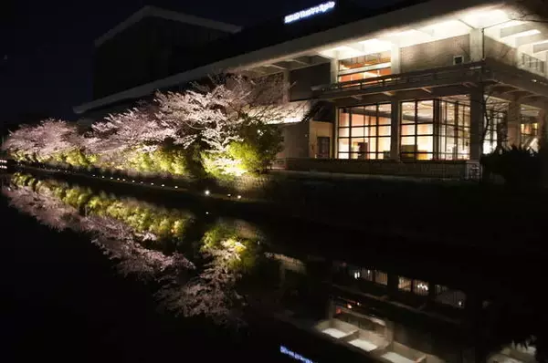 「速報！円山公園や二条城の桜ライトアップ中止せず実施へ【新型コロナ】」の画像