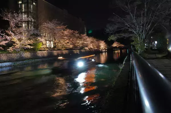 「速報！円山公園や二条城の桜ライトアップ中止せず実施へ【新型コロナ】」の画像