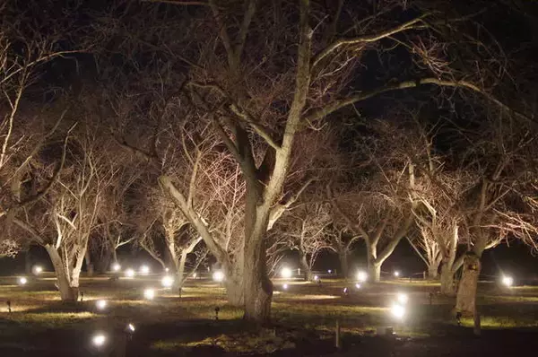 「速報！円山公園や二条城の桜ライトアップ中止せず実施へ【新型コロナ】」の画像