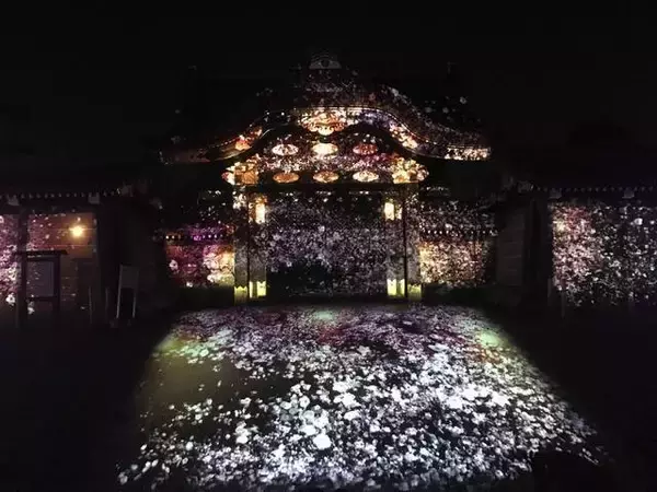 「速報！円山公園や二条城の桜ライトアップ中止せず実施へ【新型コロナ】」の画像