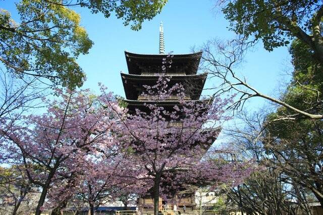 京都桜21 美しき東寺五重塔と河津桜のコラボ 京都花めぐり 21年3月16日 エキサイトニュース