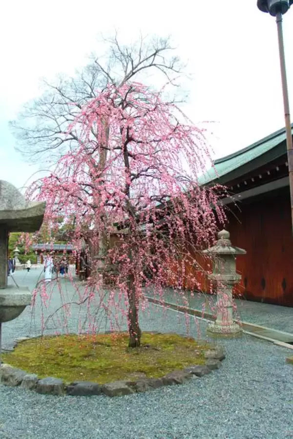 「【京都花めぐり】見頃近し♪しだれ梅と椿の絶景が楽しめます♪方徐の大社「城南宮」（じょうなんぐう）」の画像