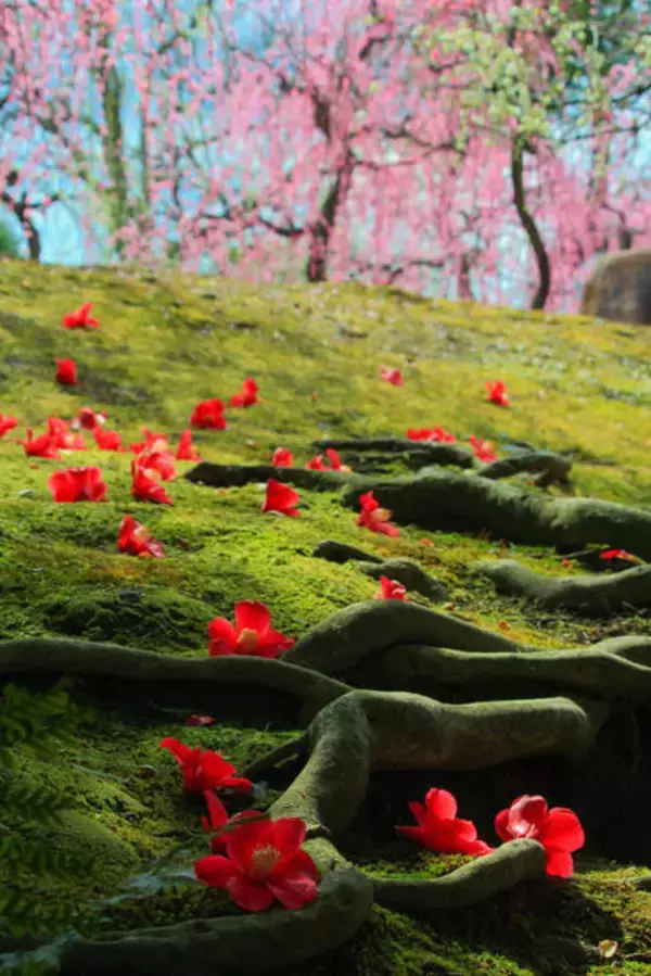 「【京都花めぐり】見頃近し♪しだれ梅と椿の絶景が楽しめます♪方徐の大社「城南宮」（じょうなんぐう）」の画像