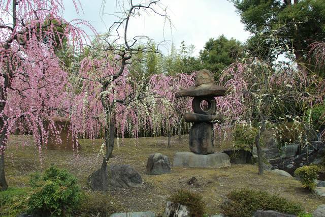 【京都花めぐり】見頃近し♪しだれ梅と椿の絶景が楽しめます♪方徐の大社「城南宮」（じょうなんぐう）