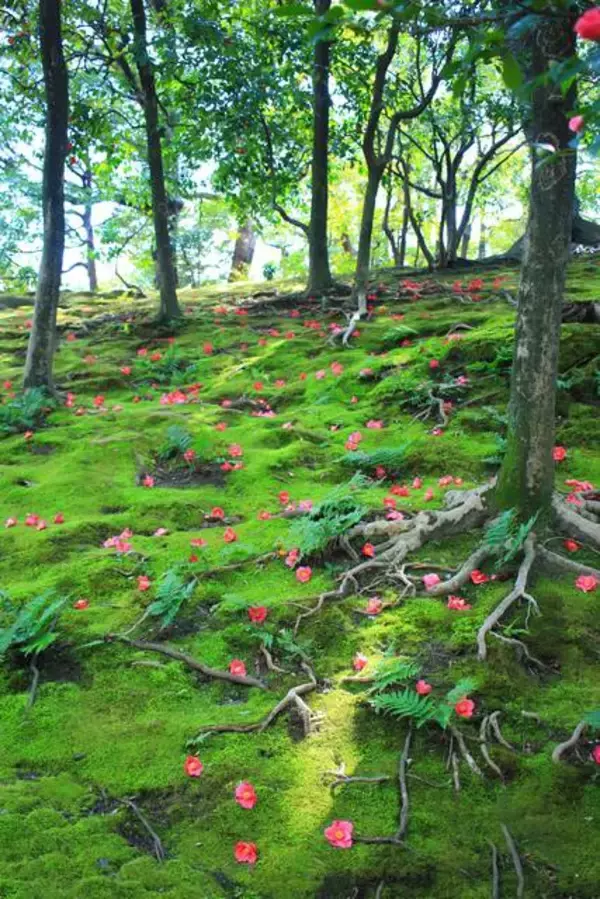 「【京都花めぐり】見頃近し♪しだれ梅と椿の絶景が楽しめます♪方徐の大社「城南宮」（じょうなんぐう）」の画像