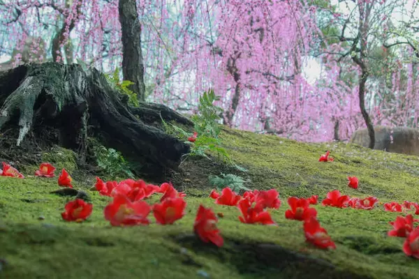 「【京都花めぐり】見頃近し♪しだれ梅と椿の絶景が楽しめます♪方徐の大社「城南宮」（じょうなんぐう）」の画像