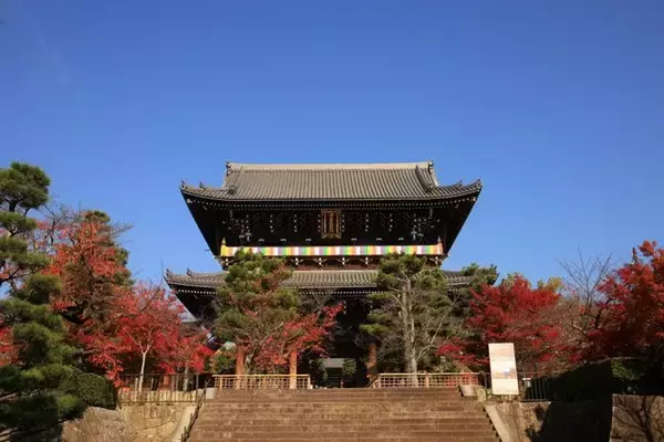 【京都紅葉2020】壮大な山門と紅葉、アフロ大仏様にもお会い出来ます♪「金戒光明寺」／隠れた紅葉の名所「栄摂院」