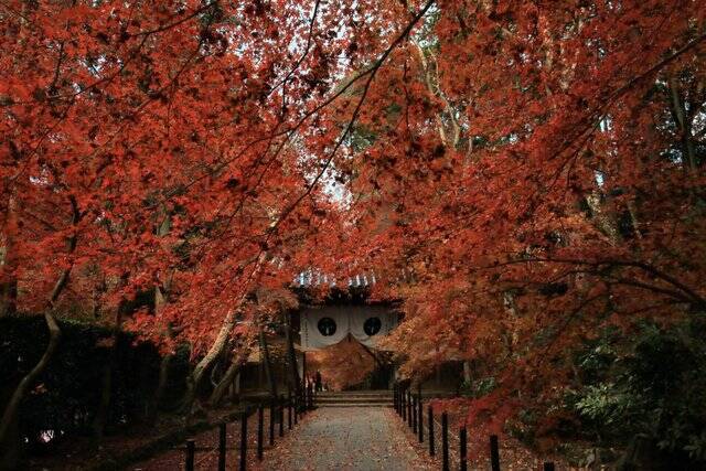 【京都紅葉2020】一度は眺めてみたい門越しの風景がある紅葉名所。長岡京市「光明寺」