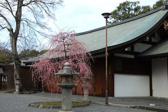 見頃です 春の訪れを告げる満開のしだれ梅 城南宮 京都花めぐり 年2月21日 エキサイトニュース