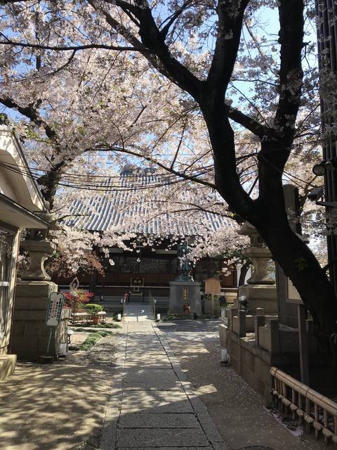 京都桜情報 桜寺 と称される伏見の隠れた名所 薄墨色の 墨染桜 必見 墨染寺 ぼくせんじ 年4月7日 エキサイトニュース 京都桜情報 桜寺 と称される伏見の隠れた名所 薄墨色の 墨染桜 必見 墨染寺 ぼくせんじ 年4月7日 エキサイトニュース