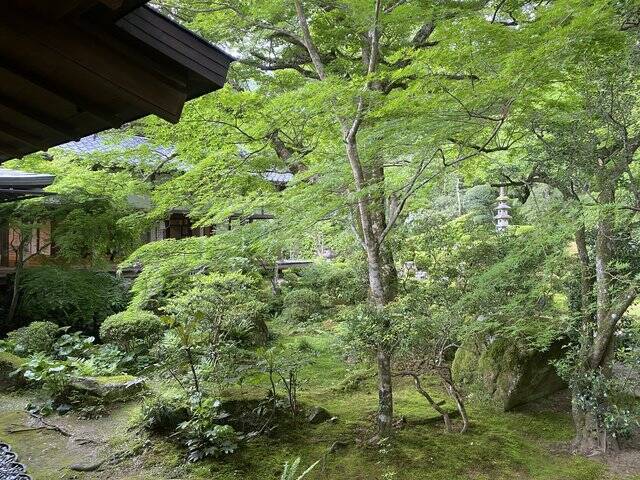 【京都観光】癒される♩今が見頃、美しい新緑の青もみじ『三千院』