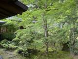 「【京都観光】癒される♩今が見頃、美しい新緑の青もみじ『三千院』」の画像11