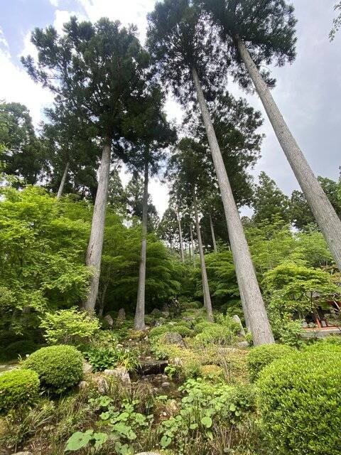 【京都観光】癒される♩今が見頃、美しい新緑の青もみじ『三千院』