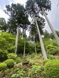 「【京都観光】癒される♩今が見頃、美しい新緑の青もみじ『三千院』」の画像14