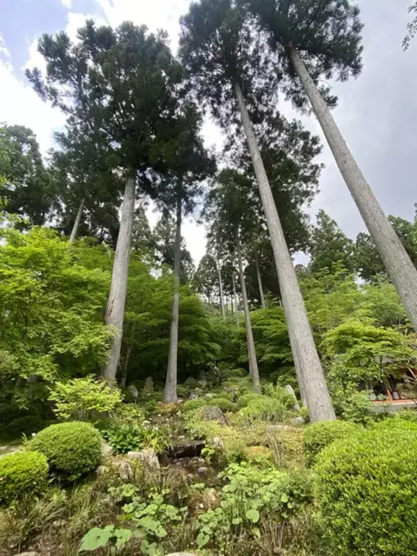 「【京都観光】癒される♩今が見頃、美しい新緑の青もみじ『三千院』」の画像
