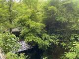 「【京都観光】癒される♩今が見頃、美しい新緑の青もみじ『三千院』」の画像5