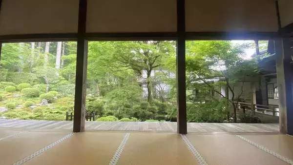 「【京都観光】癒される♩今が見頃、美しい新緑の青もみじ『三千院』」の画像
