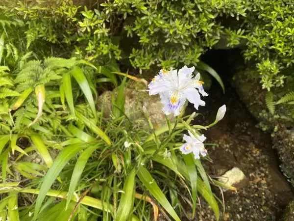 「【京都観光】癒される♩今が見頃、美しい新緑の青もみじ『三千院』」の画像