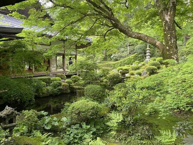 【京都観光】癒される♩今が見頃、美しい新緑の青もみじ『三千院』