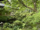 「【京都観光】癒される♩今が見頃、美しい新緑の青もみじ『三千院』」の画像12