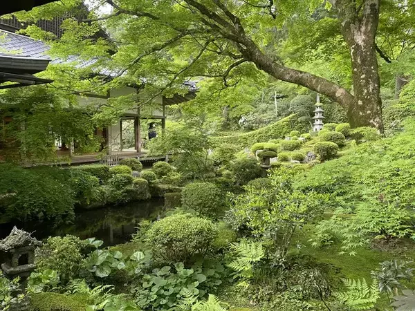 「【京都観光】癒される♩今が見頃、美しい新緑の青もみじ『三千院』」の画像