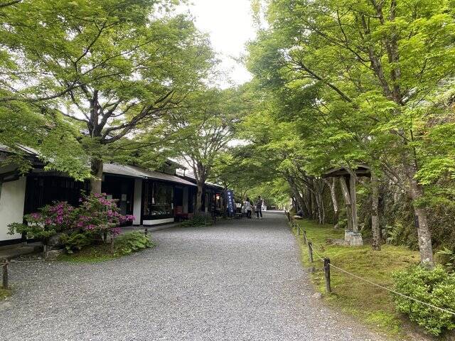 【京都観光】癒される♩今が見頃、美しい新緑の青もみじ『三千院』