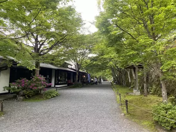 「【京都観光】癒される♩今が見頃、美しい新緑の青もみじ『三千院』」の画像