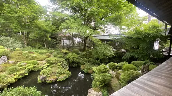 「【京都観光】癒される♩今が見頃、美しい新緑の青もみじ『三千院』」の画像