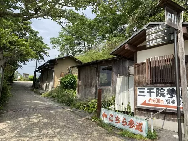 「【京都観光】癒される♩今が見頃、美しい新緑の青もみじ『三千院』」の画像
