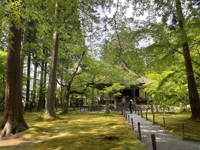 【京都観光】癒される♩今が見頃、美しい新緑の青もみじ『三千院』