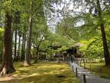 「【京都観光】癒される♩今が見頃、美しい新緑の青もみじ『三千院』」の画像13