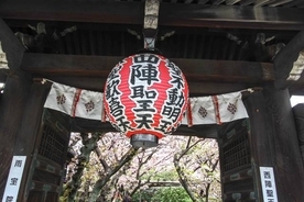 【桜の京都】散り際まで美しい緑色の桜・希少種「御衣黄の名所」