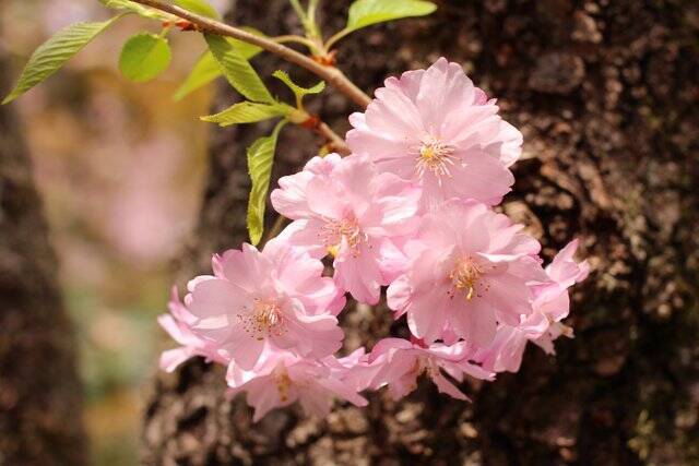 京都 桜の名所 まるで桜の桃源郷 地元民に愛される 原谷苑 とは 21年3月24日 エキサイトニュース