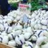 「【京都発酵体験レポート】京野菜や老舗麹など京都食材で冬の味覚『かぶら寿司』を作ってみました☆」の画像10